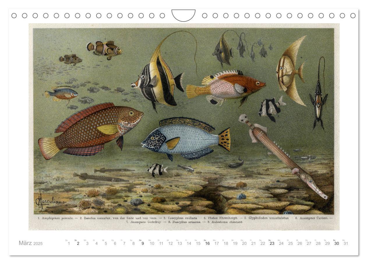 Bild: 9783435327874 | Farbenprächtige Fauna. Fische, Vögel, Schmetterlinge in Grafiken...