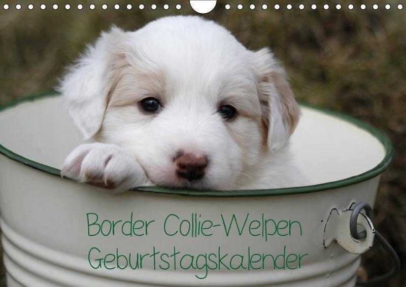 Cover: 9783660196894 | Border Collie-Welpen Geburtstagskalender (Wandkalender immerwährend...