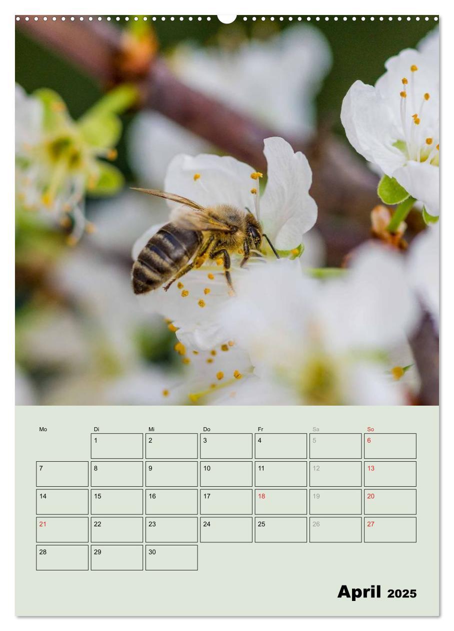 Bild: 9783457051443 | Bienenplaner (Wandkalender 2025 DIN A2 hoch), CALVENDO Monatskalender