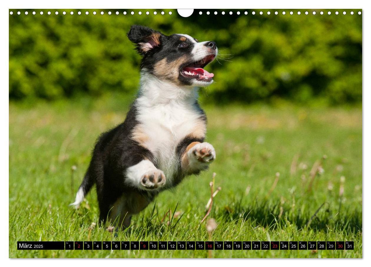 Bild: 9783435571130 | Bekannt wie ein bunter Hund. Australian Shepherd (Wandkalender 2025...