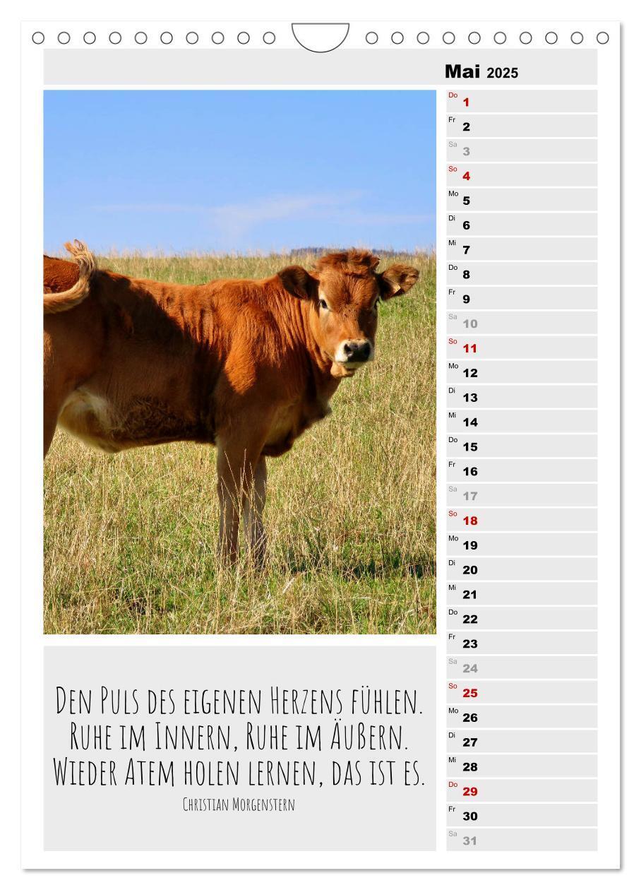 Bild: 9783435894338 | Coole Rindviecher (Wandkalender 2025 DIN A4 hoch), CALVENDO...