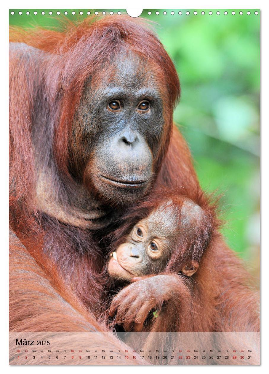 Bild: 9783435965205 | Orang Utans aus Borneo (Wandkalender 2025 DIN A3 hoch), CALVENDO...