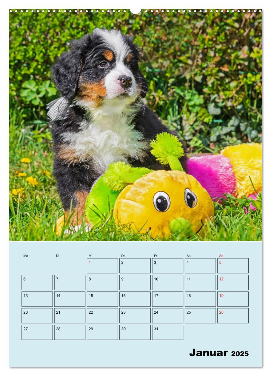 Bild: 9783435958672 | Familienplaner Berner Sennenhund Welpen (Wandkalender 2025 DIN A2...