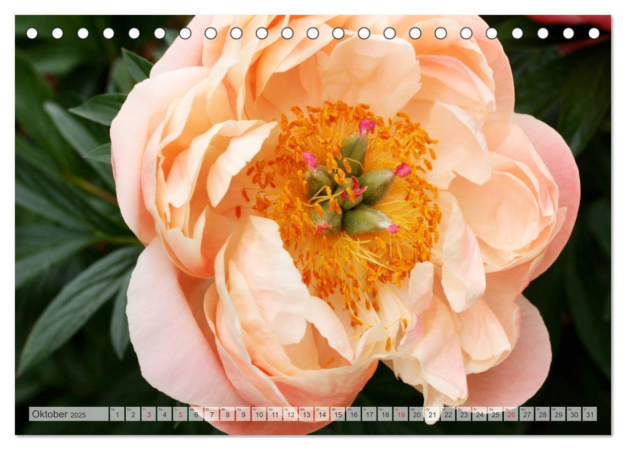 Bild: 9783435283996 | PFINGSTROSEN Rosen ohne Dornen (Tischkalender 2025 DIN A5 quer),...