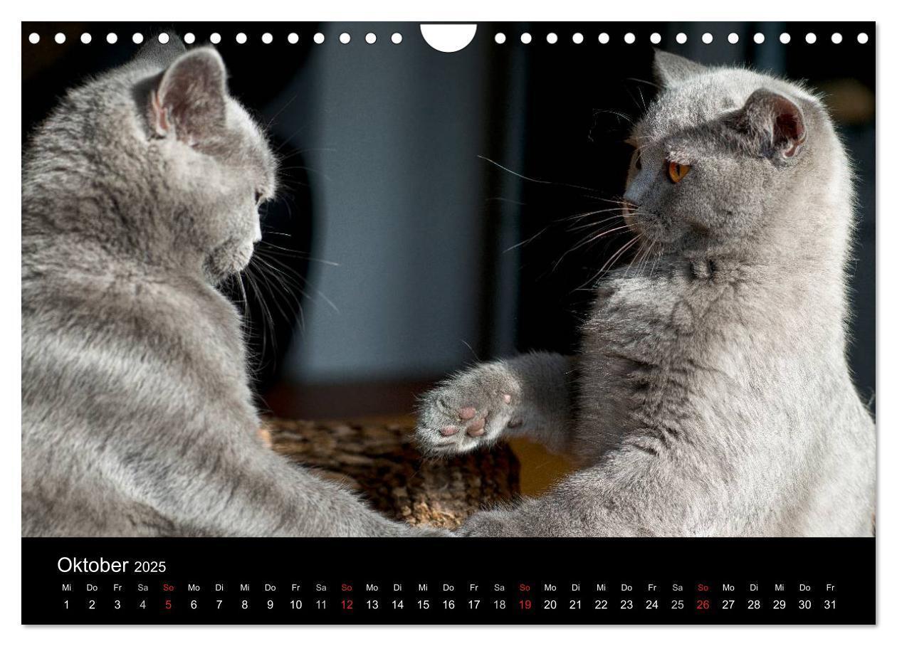 Bild: 9783435739561 | Bärige Schmusetiger - Britisch Kurzhaar / CH-Version (Wandkalender...