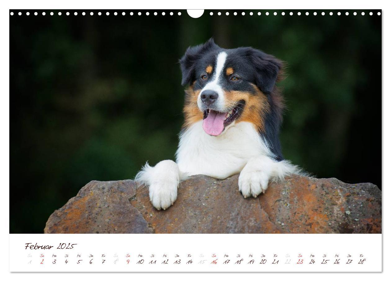 Bild: 9783435809196 | Wunderbare Australian Shepherds (Wandkalender 2025 DIN A3 quer),...