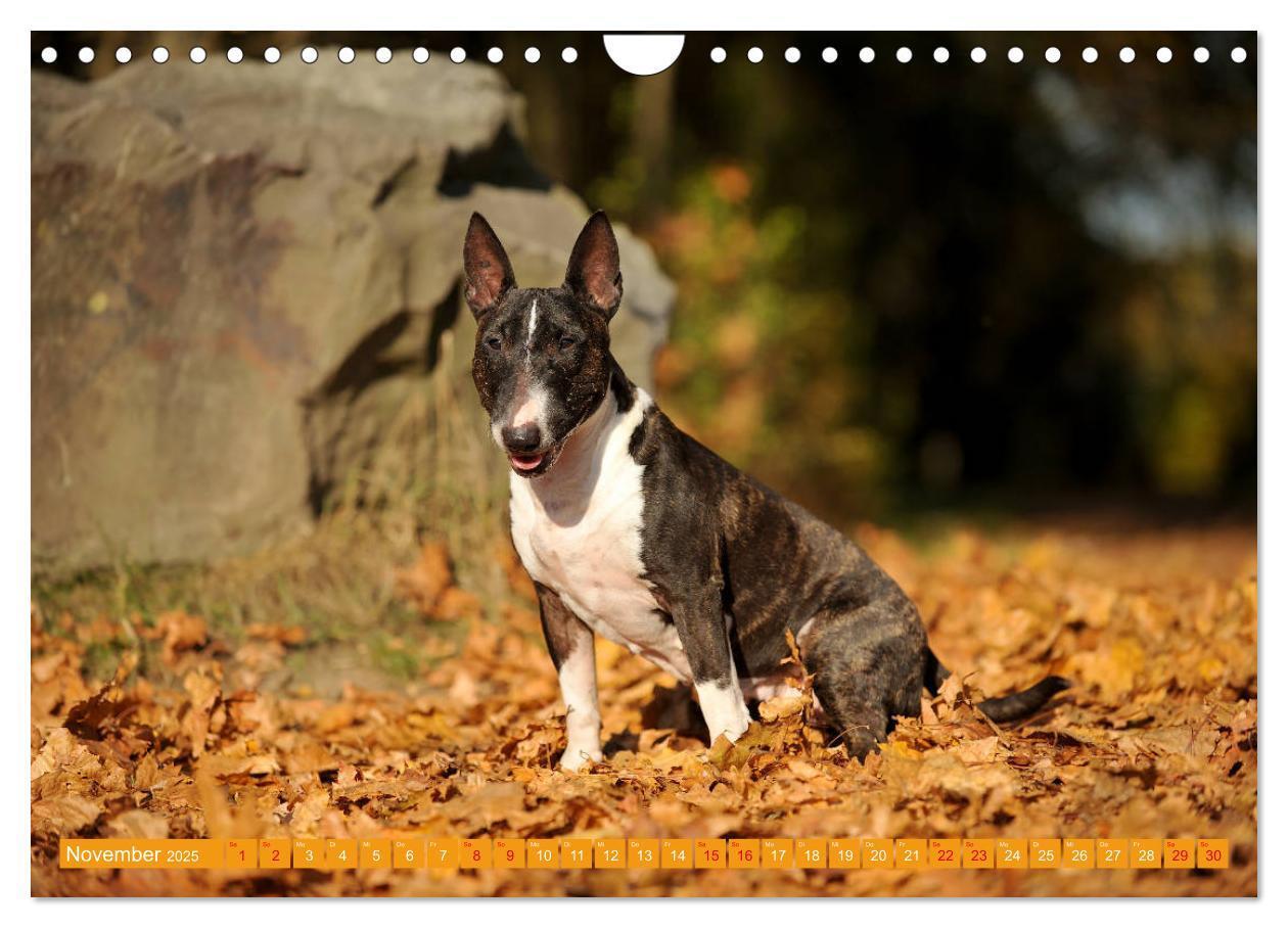 Bild: 9783435405763 | Bullterrier, Powerpakete auf 4 Pfoten (Wandkalender 2025 DIN A4...