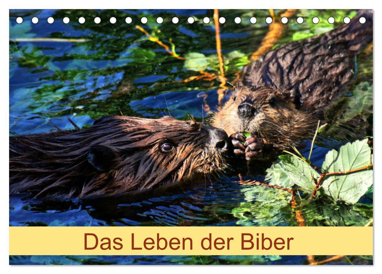 Cover: 9783435415472 | Das Leben der Biber (Tischkalender 2025 DIN A5 quer), CALVENDO...