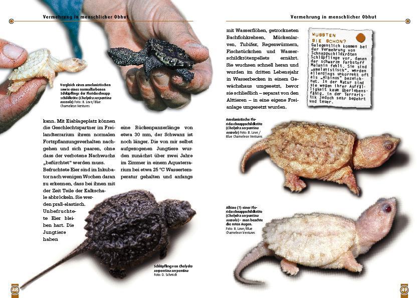 Bild: 9783866591226 | Die Schnappschildkröte | Chelydra serpentina | Dieter Schmidt | Buch