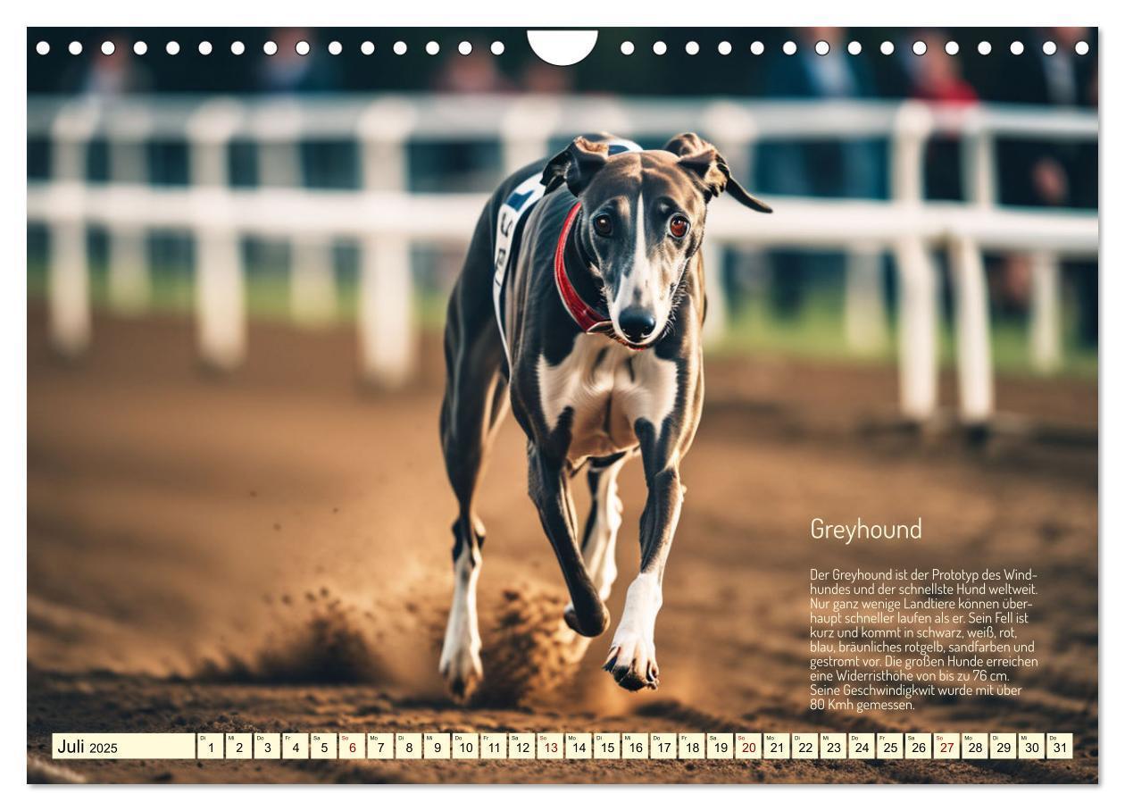 Bild: 9783457162057 | Windhunde im Portrait (Wandkalender 2025 DIN A4 quer), CALVENDO...