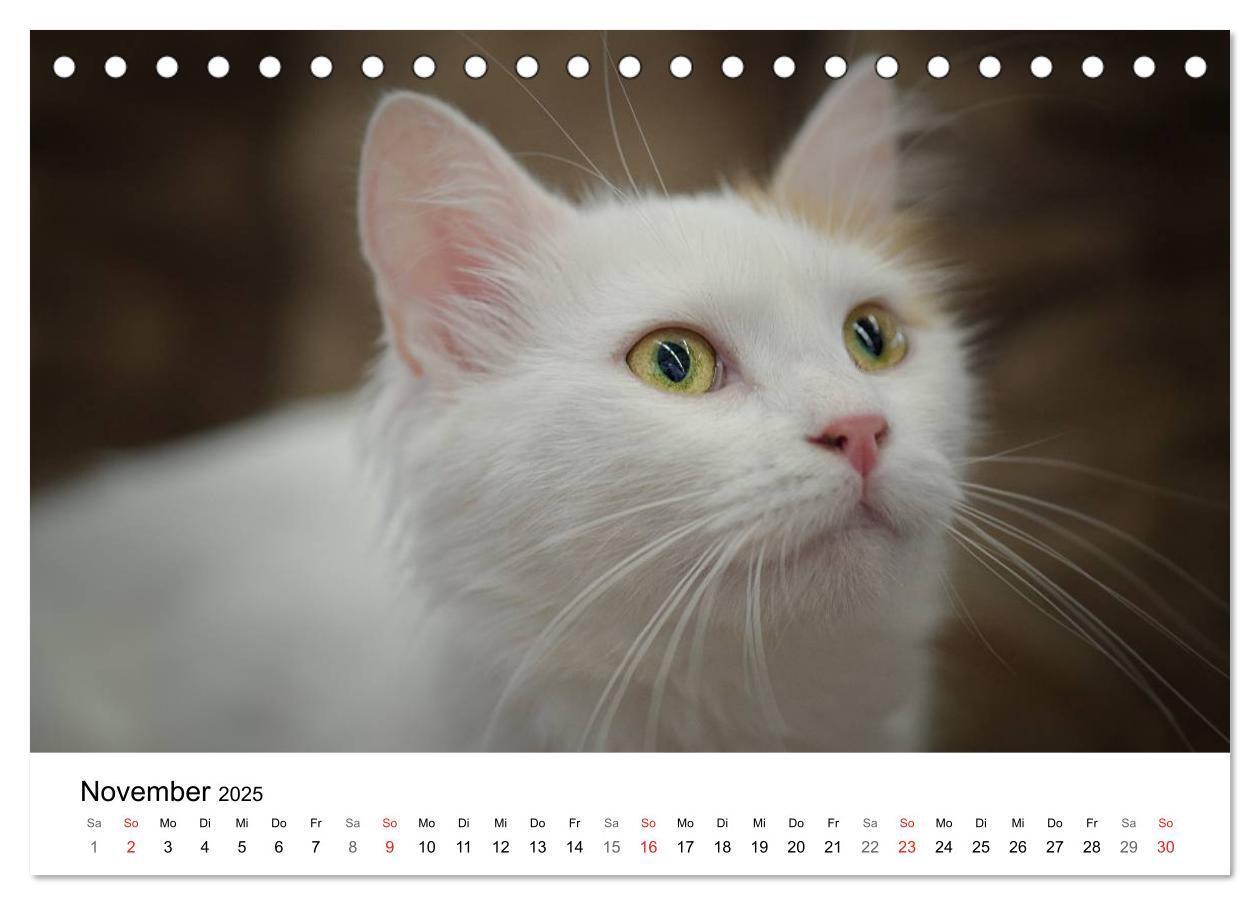 Bild: 9783435705290 | Rassekatzen 2025 (Tischkalender 2025 DIN A5 quer), CALVENDO...