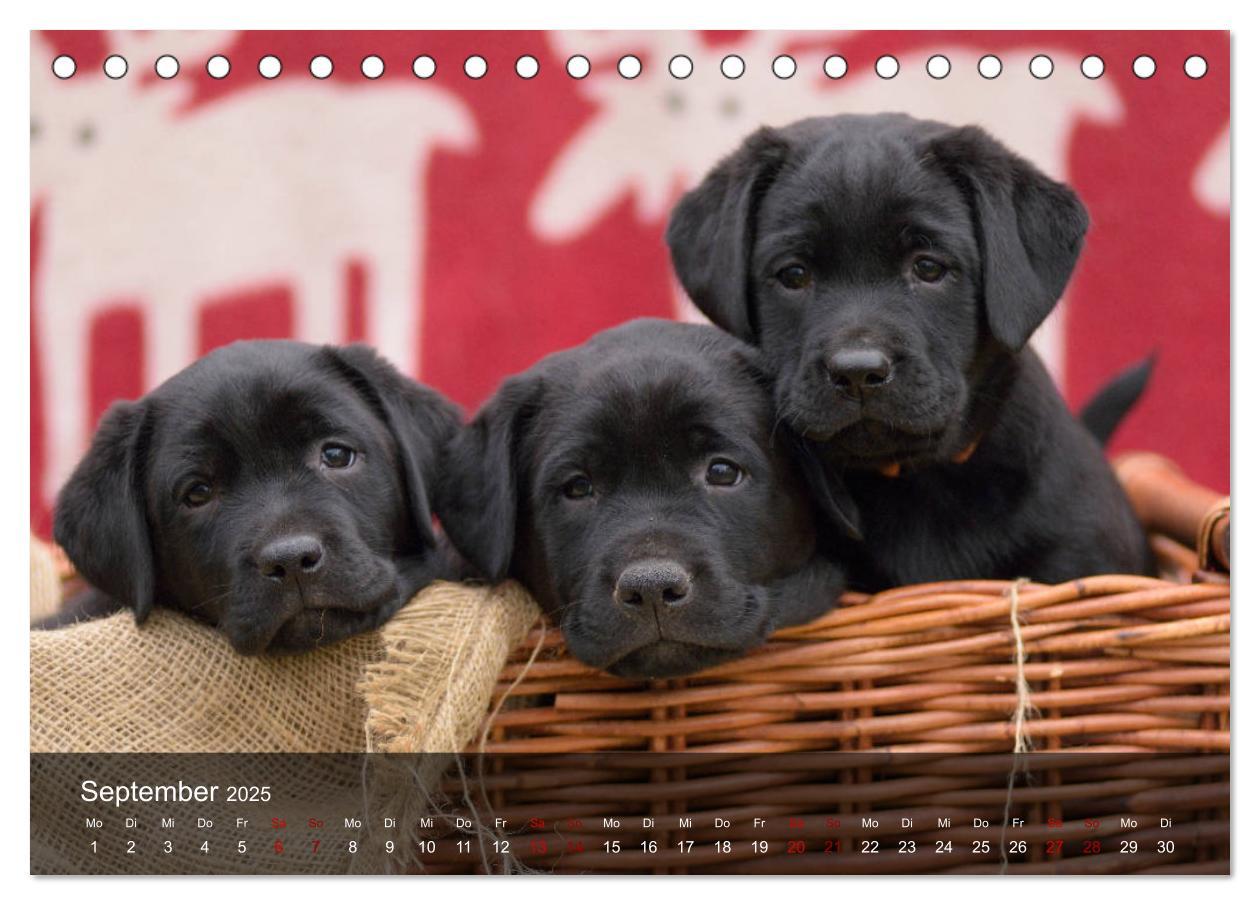 Bild: 9783435453672 | Labrador Retriever Welpen (Tischkalender 2025 DIN A5 quer),...