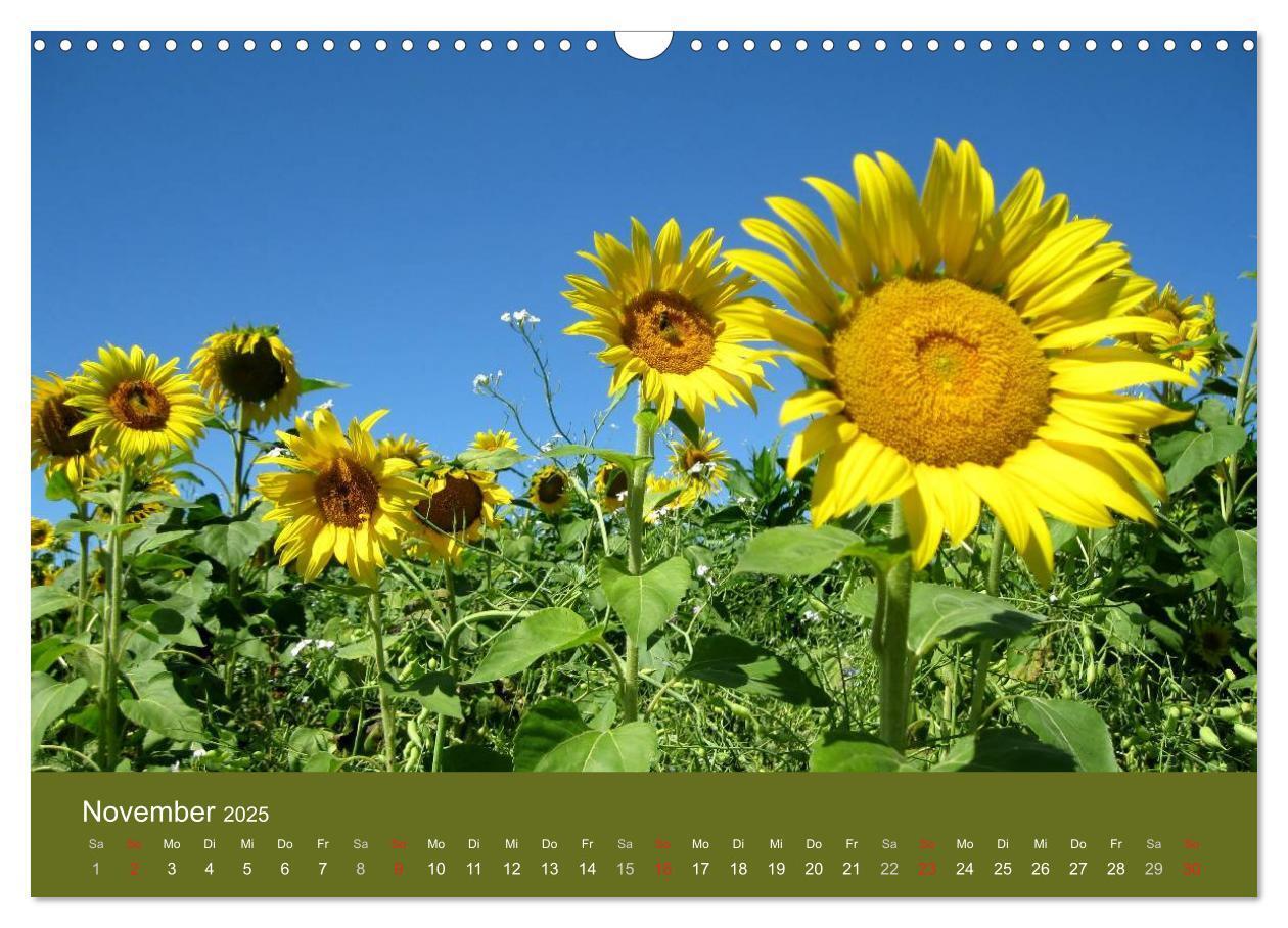 Bild: 9783435799824 | Sonnenblumen - die Blumen der Lebensfreude (Wandkalender 2025 DIN...