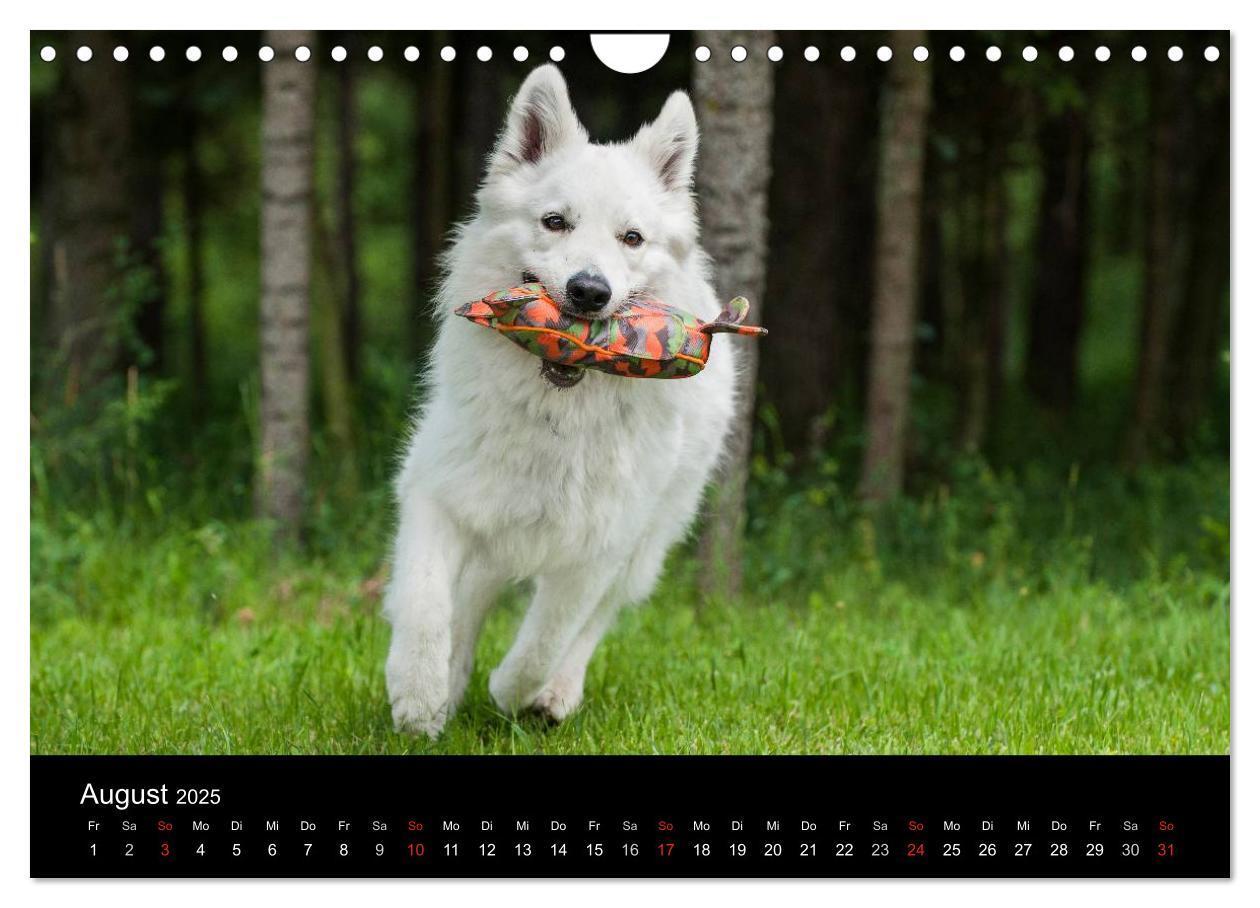 Bild: 9783435765928 | Weißer Schweizer Schäferhund (Wandkalender 2025 DIN A4 quer),...