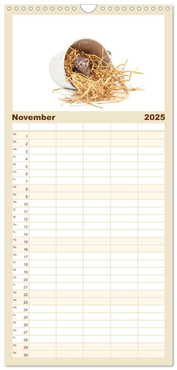 Bild: 9783457113851 | Familienplaner 2025 - Katzenbabys mit 5 Spalten (Wandkalender, 21 x...