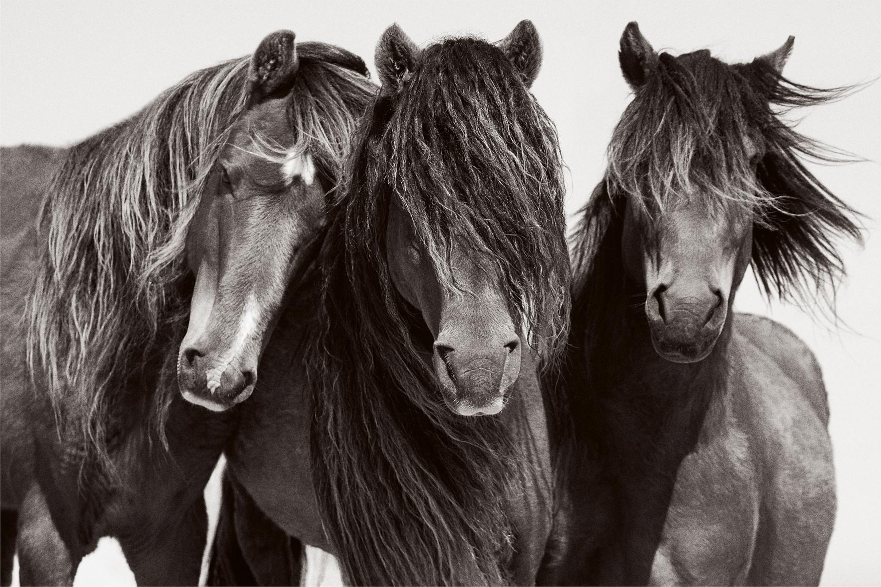 Bild: 9783961715763 | Untamed Spirits: Horses From Around the World | Drew Doggett | Buch