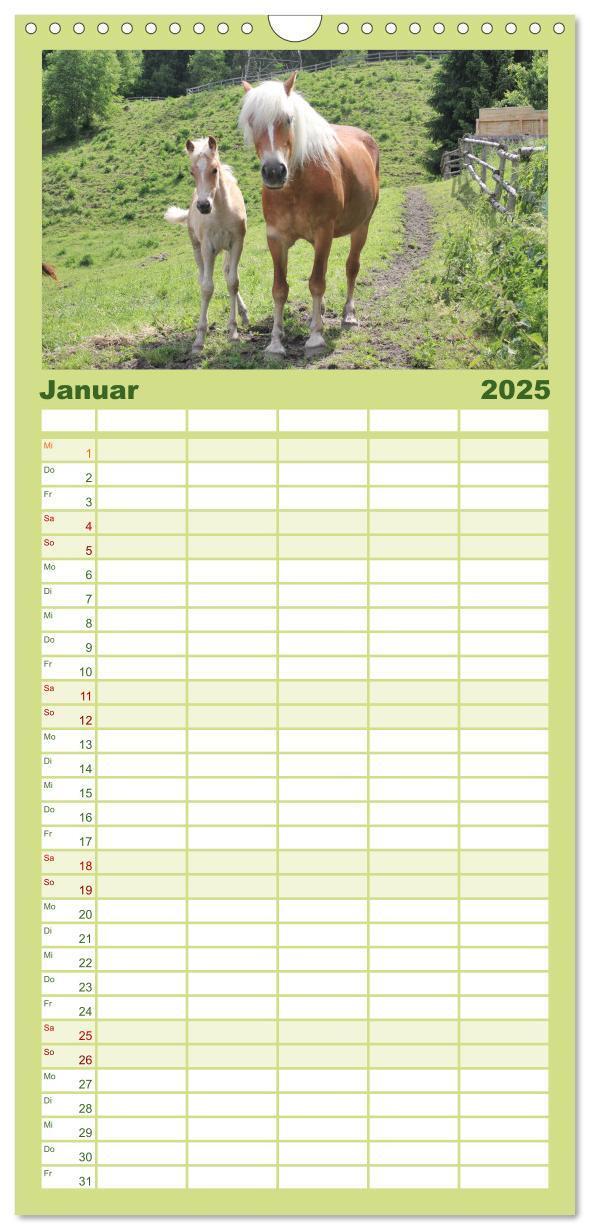 Bild: 9783457107294 | Familienplaner 2025 - Alpenpferde mit 5 Spalten (Wandkalender, 21 x...