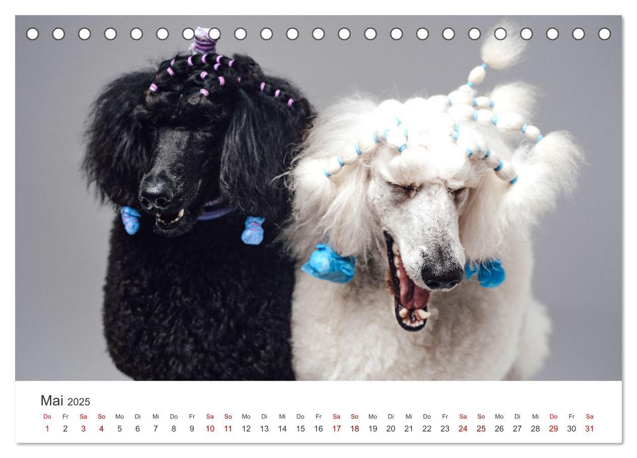 Bild: 9783383928758 | Pudel - Die flauschigen Lockenköpfe. (Tischkalender 2025 DIN A5...