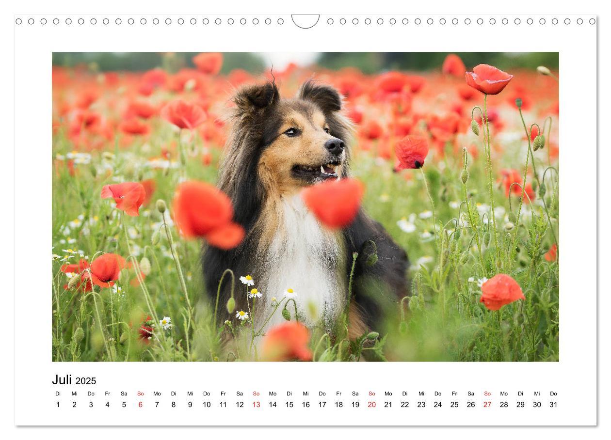 Bild: 9783435307944 | Herzensshelties - Shetland Sheepdogs (Wandkalender 2025 DIN A3...