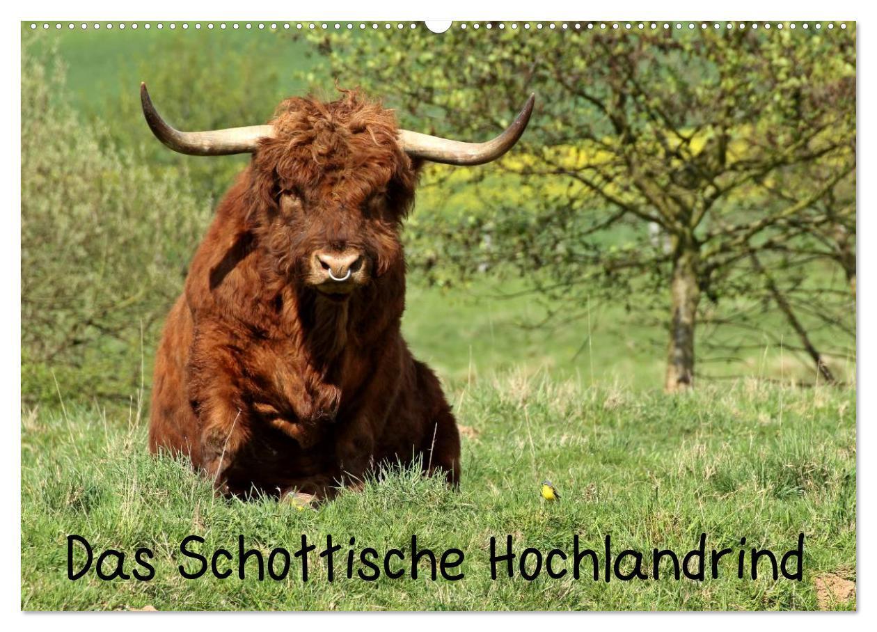 Cover: 9783383279379 | Das Schottische Hochlandrind (Wandkalender 2024 DIN A2 quer),...