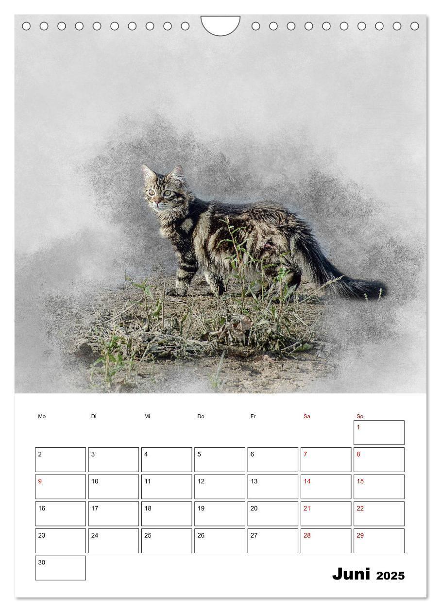 Bild: 9783435975365 | Maine Coon Katzen (Wandkalender 2025 DIN A4 hoch), CALVENDO...