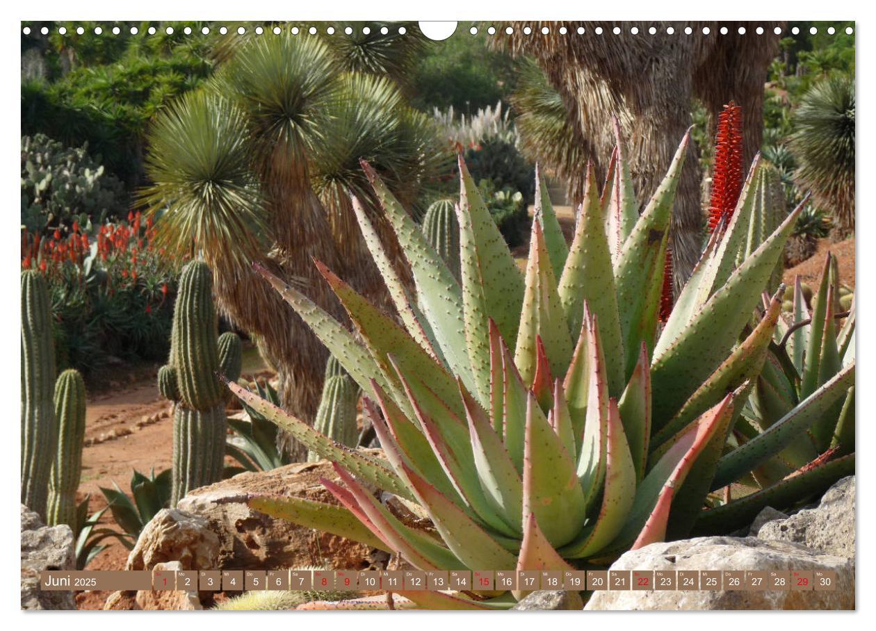 Bild: 9783435336579 | BOTANICACTUS Mallorcas Kakteengarten (Wandkalender 2025 DIN A3...