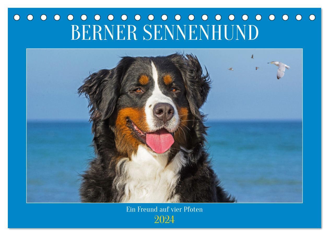 Cover: 9783383736155 | Berner Sennenhund - Ein Freund auf vier Pfoten (Tischkalender 2024...