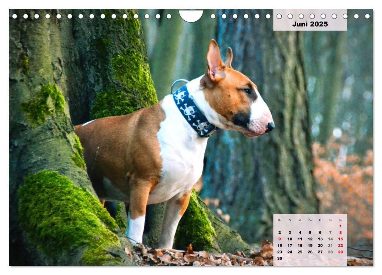 Bild: 9783383947438 | Bullterrier. Freudiges Wesen und Charakter (Wandkalender 2025 DIN...