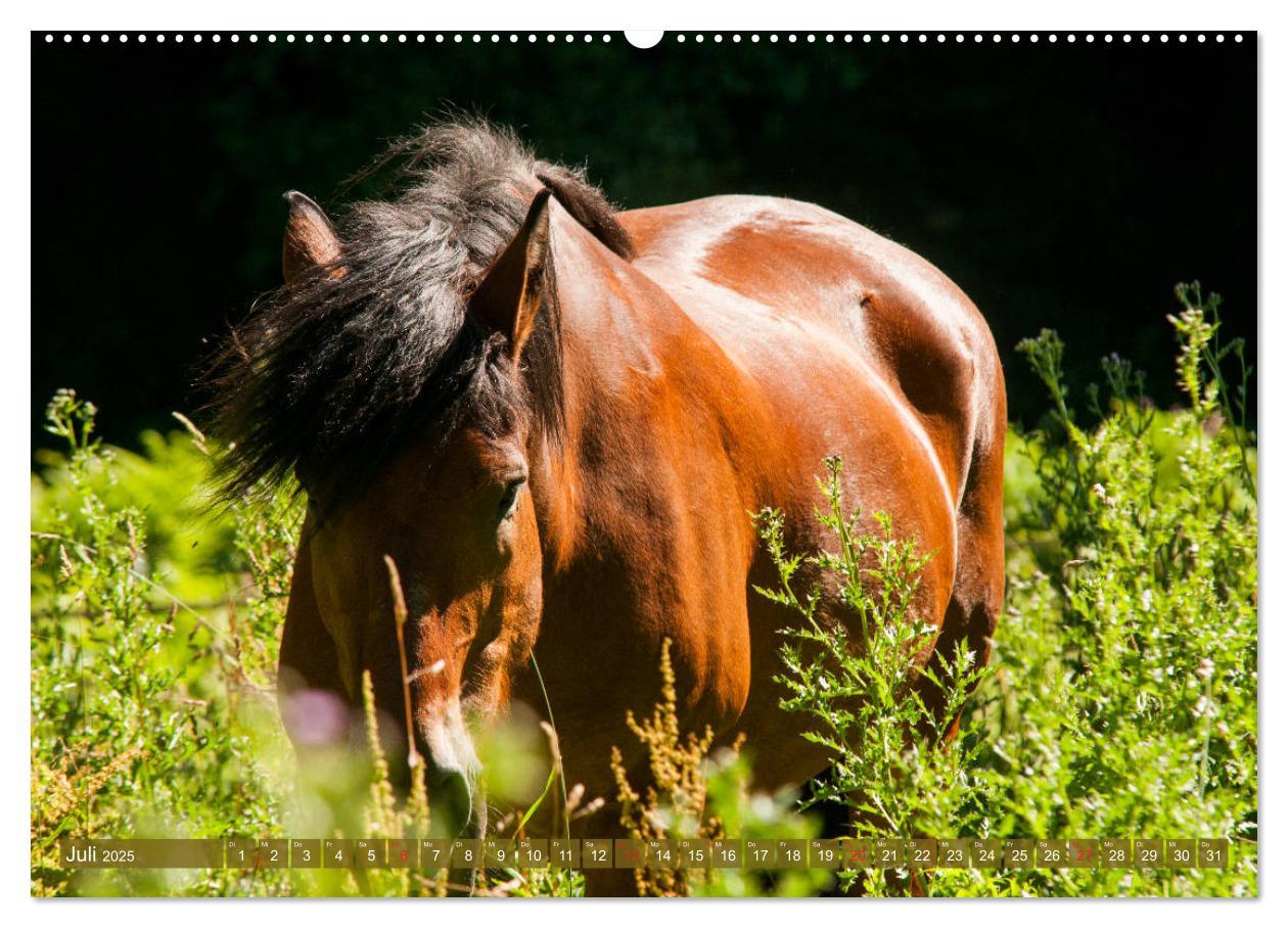 Bild: 9783435270132 | Kaltblüter - Schwere Pferde mit Charme (Wandkalender 2025 DIN A2...