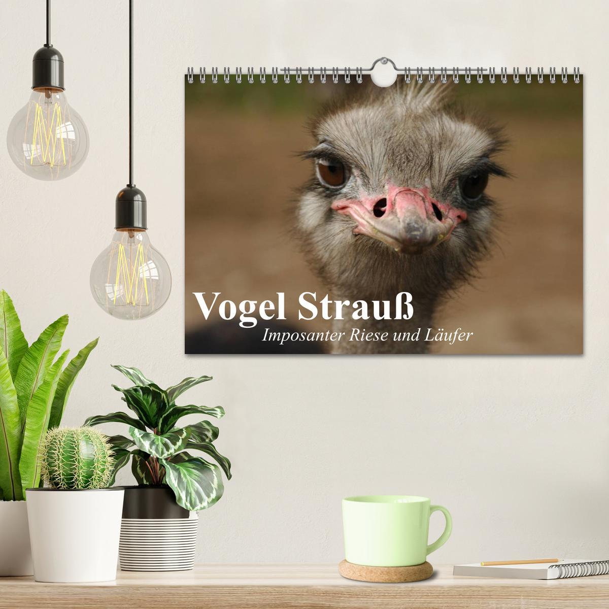 Bild: 9783435523672 | Vogel Strauß. Imposanter Riese und Läufer (Wandkalender 2025 DIN A4...