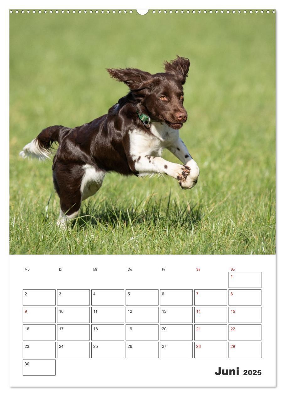 Bild: 9783457163405 | Geboren um zu Jagen. Der kleine Münsterländer (Wandkalender 2025...