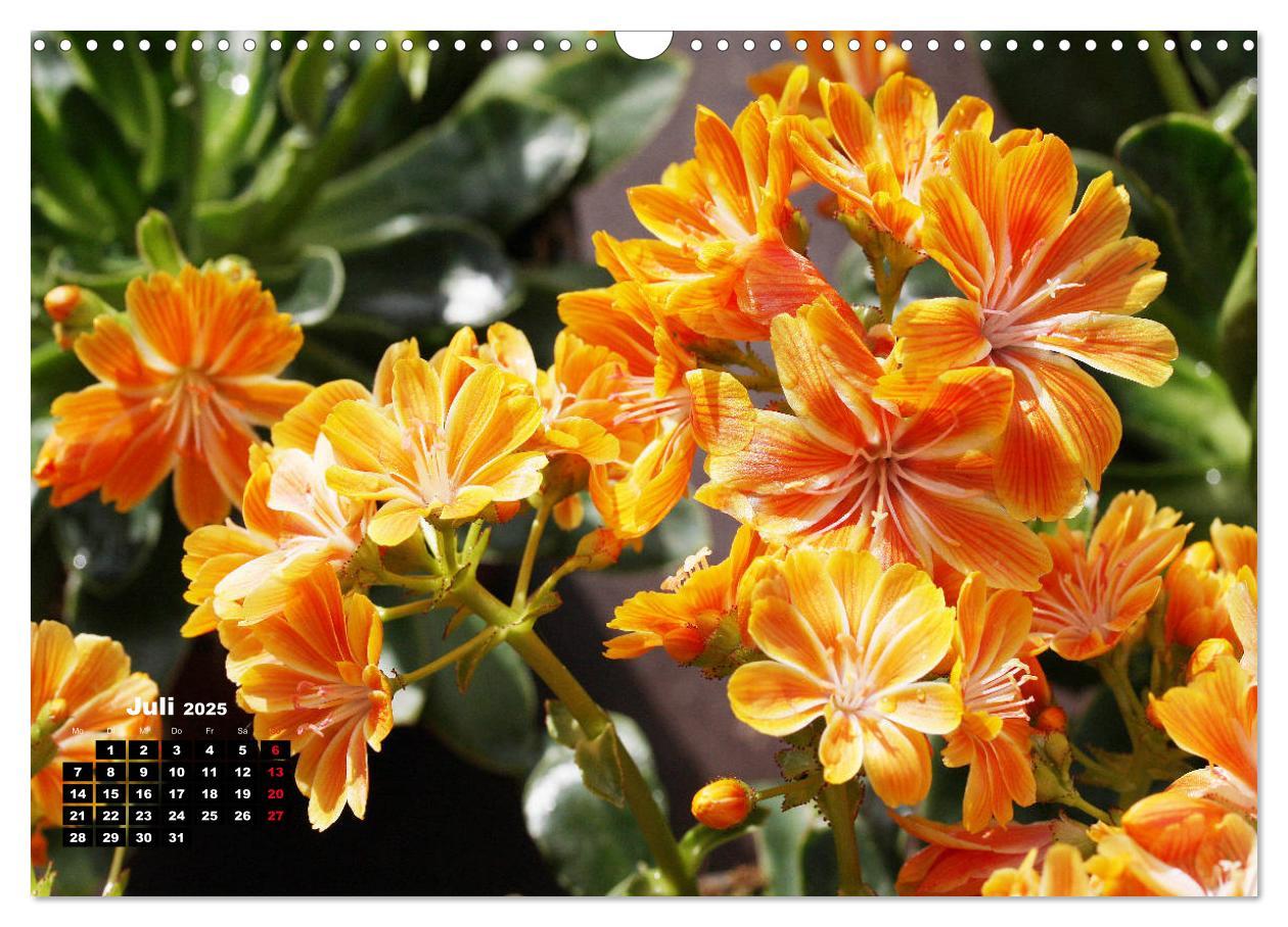 Bild: 9783435132775 | Lewisia, das Porzellanröschen (Wandkalender 2025 DIN A3 quer),...