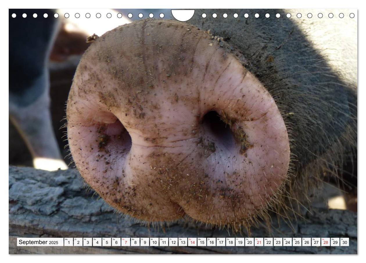 Bild: 9783435602292 | Von Säuen die Schwein haben! (Wandkalender 2025 DIN A4 quer),...