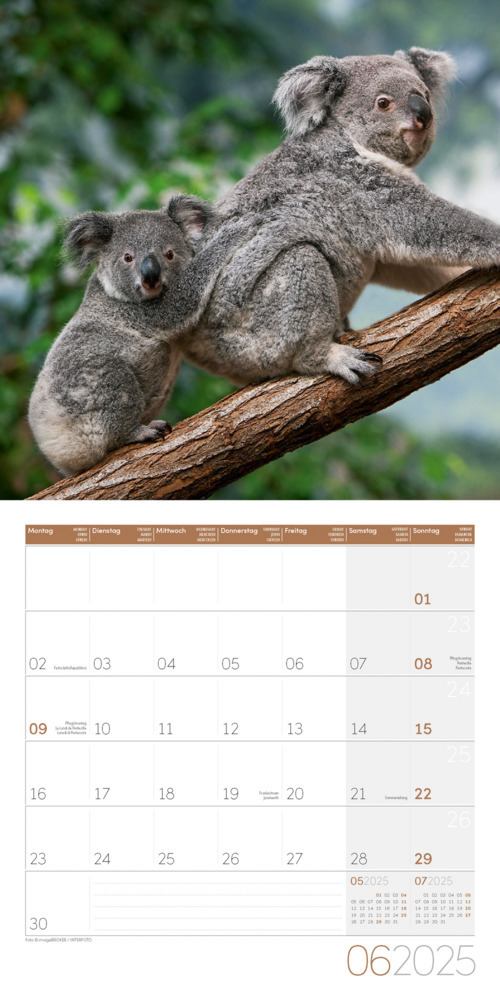 Bild: 9783838445229 | Koalas Kalender 2025 - 30x30 | Ackermann Kunstverlag | Kalender | 2025