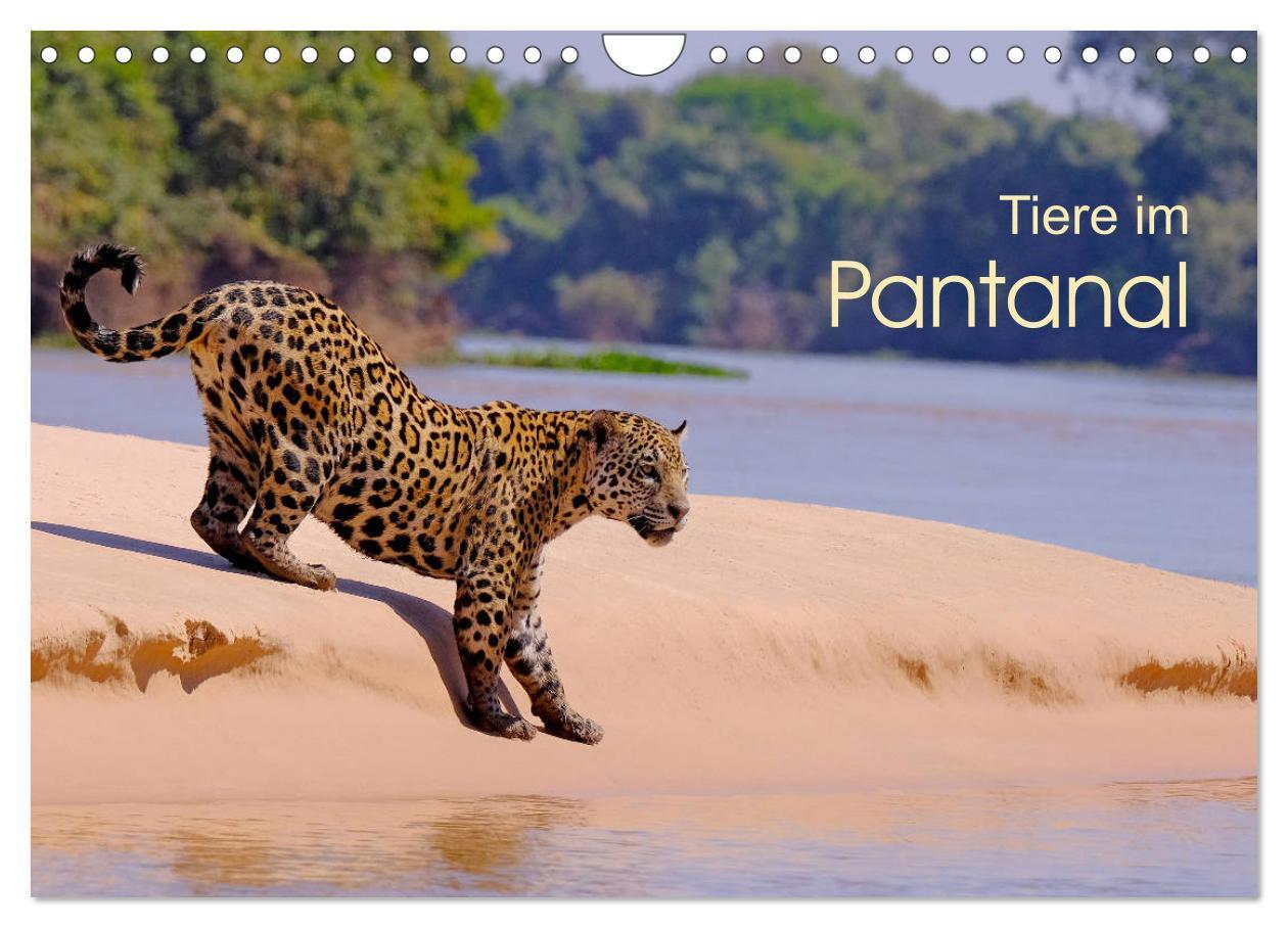 Cover: 9783435123346 | Tiere im Pantanal - viaje.ch (Wandkalender 2025 DIN A4 quer),...