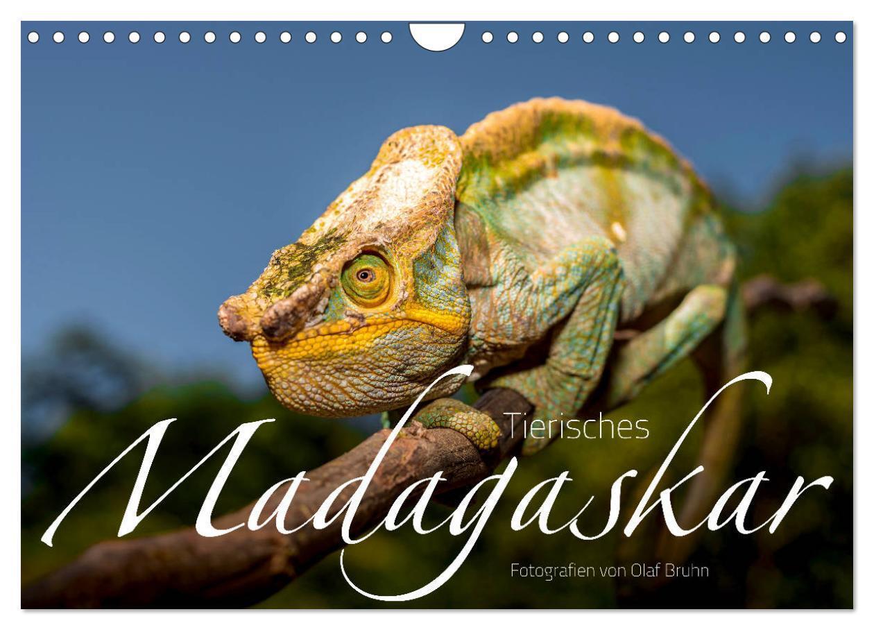 Cover: 9783435282876 | Tierisches Madagaskar (Wandkalender 2025 DIN A4 quer), CALVENDO...