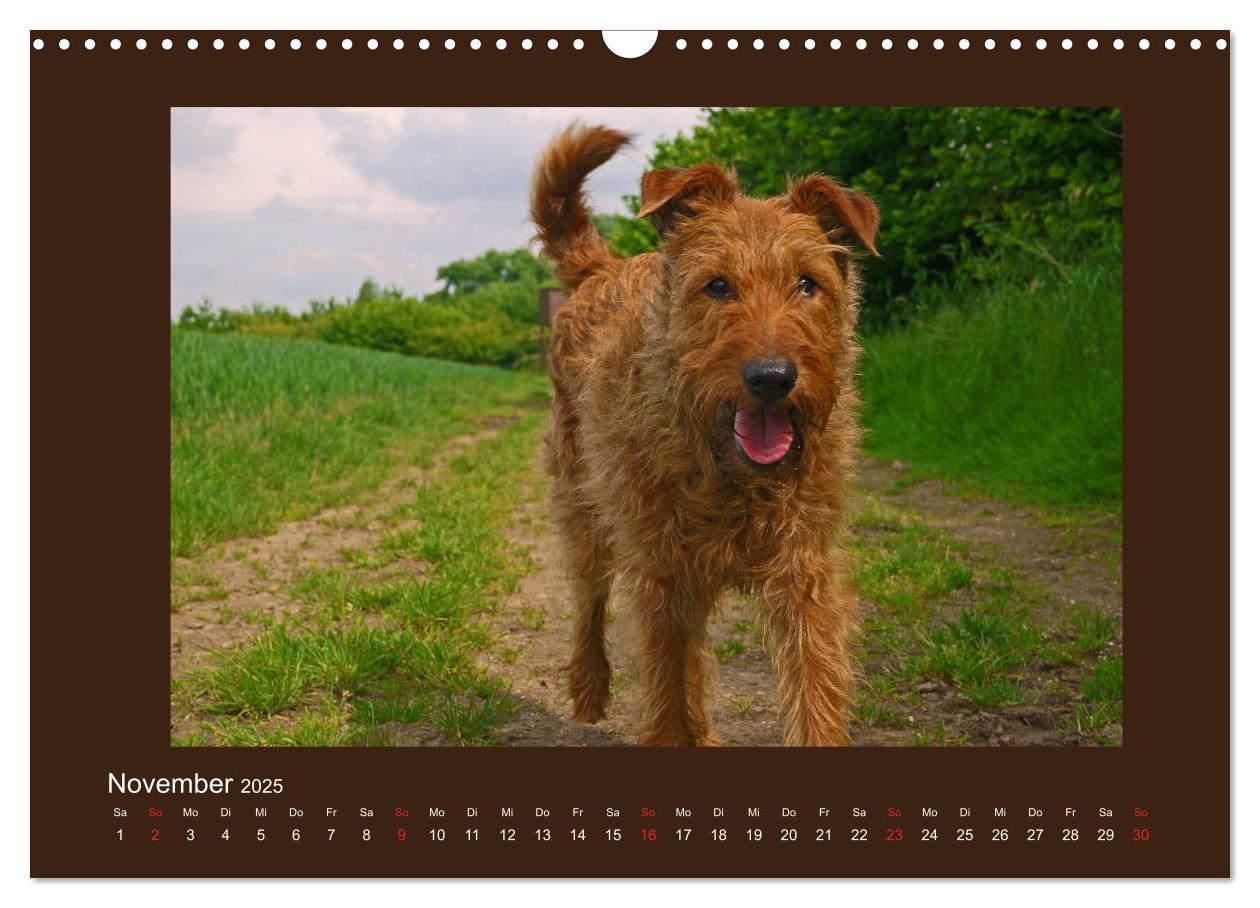 Bild: 9783435286614 | Kelly, der Irish Terrier - innen und außen aus Gold (Wandkalender...