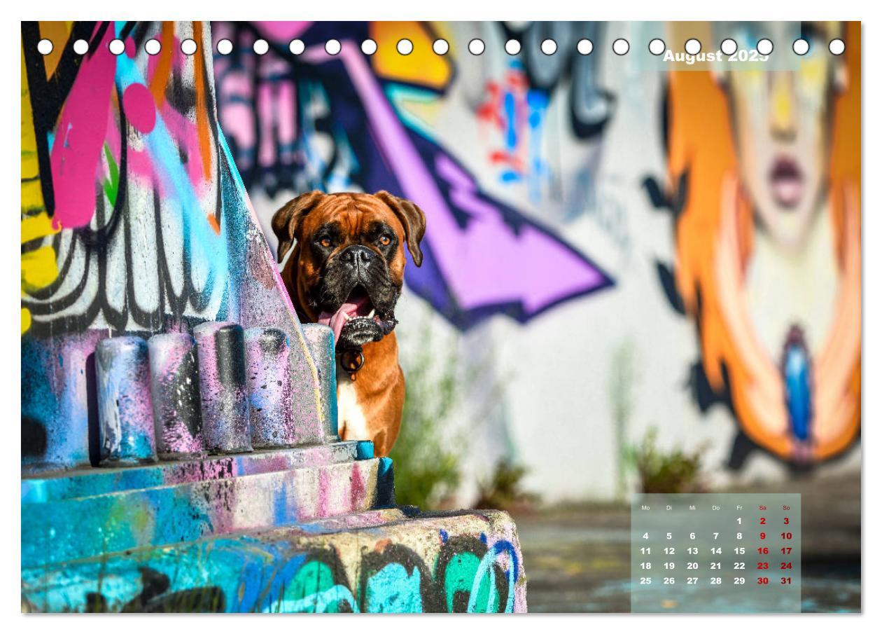 Bild: 9783435337774 | Typisch Boxer (Tischkalender 2025 DIN A5 quer), CALVENDO...