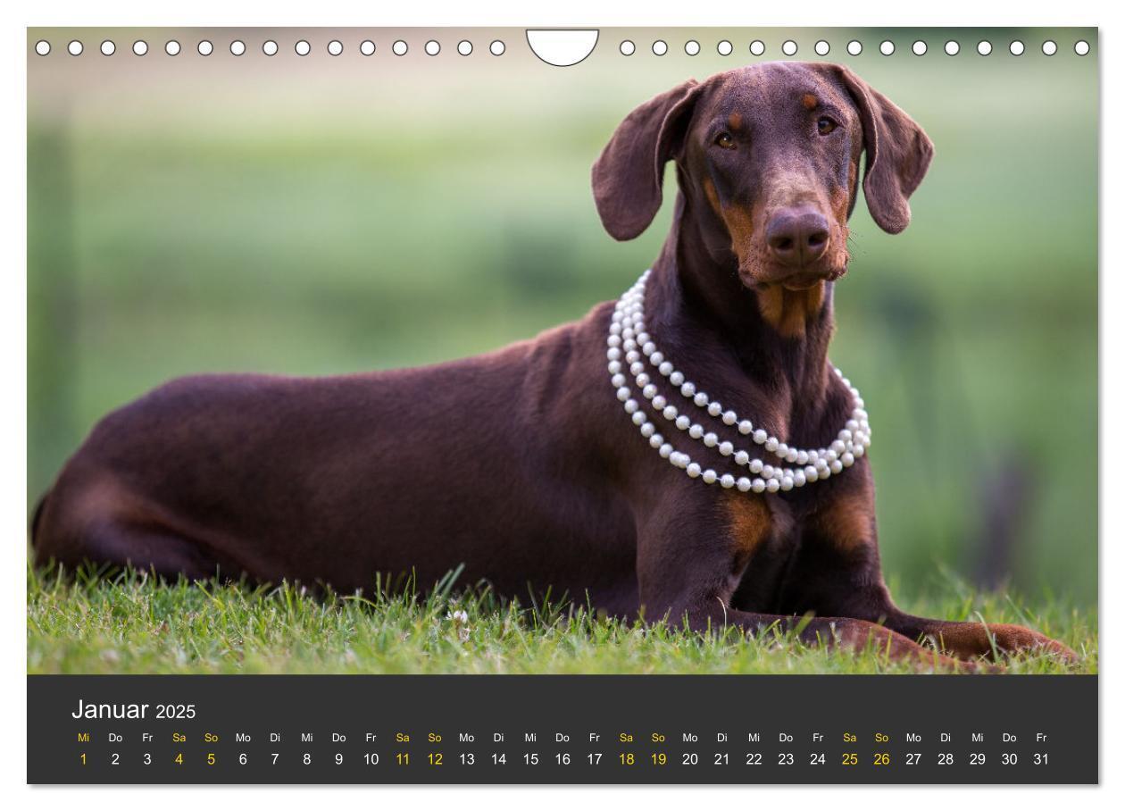 Bild: 9783435639366 | Dobermann 2025 (Wandkalender 2025 DIN A4 quer), CALVENDO...