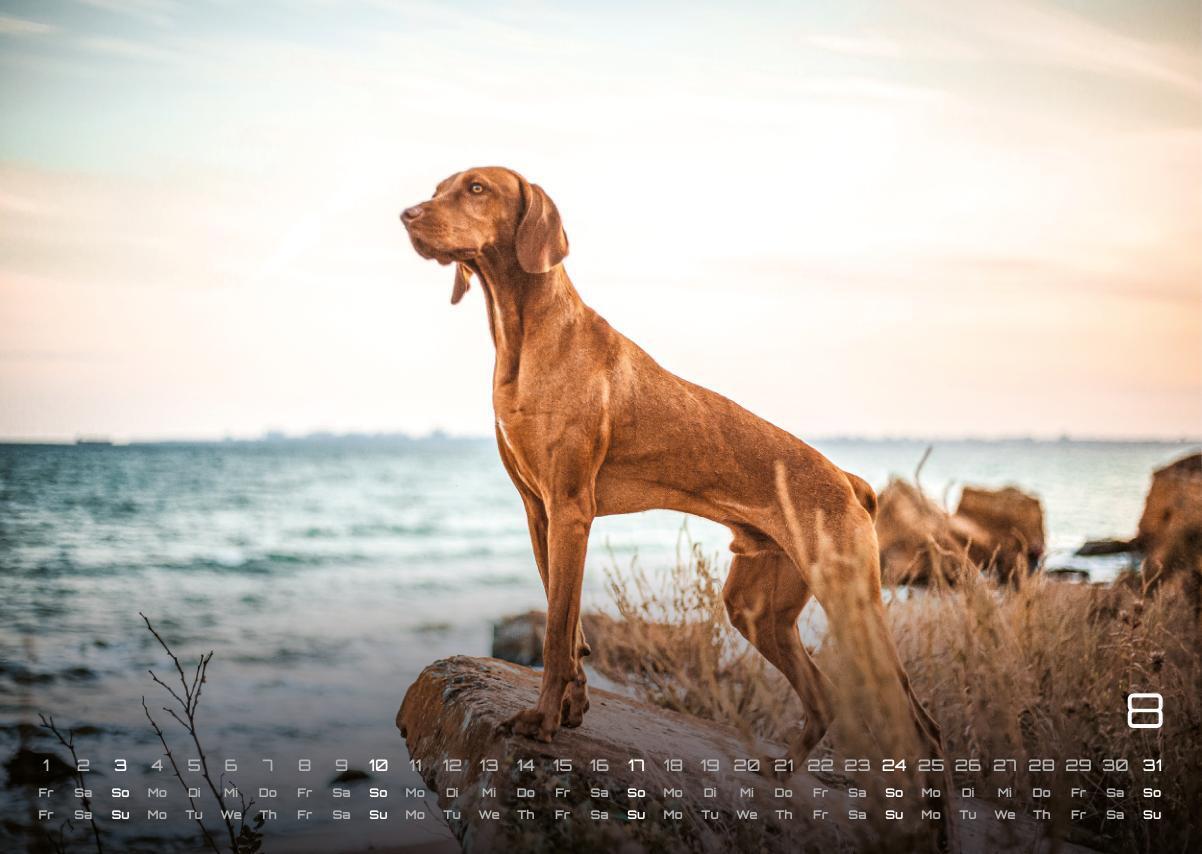 Bild: 9783986733919 | Wuff - Unsere Vierbeiner - Der Hundekalender- 2025 - Kalender DIN A3