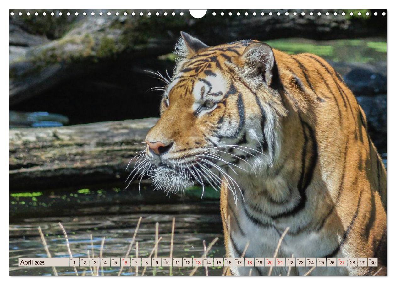 Bild: 9783435738533 | Tiger. Gestreift, wild u. schön (Wandkalender 2025 DIN A3 quer),...