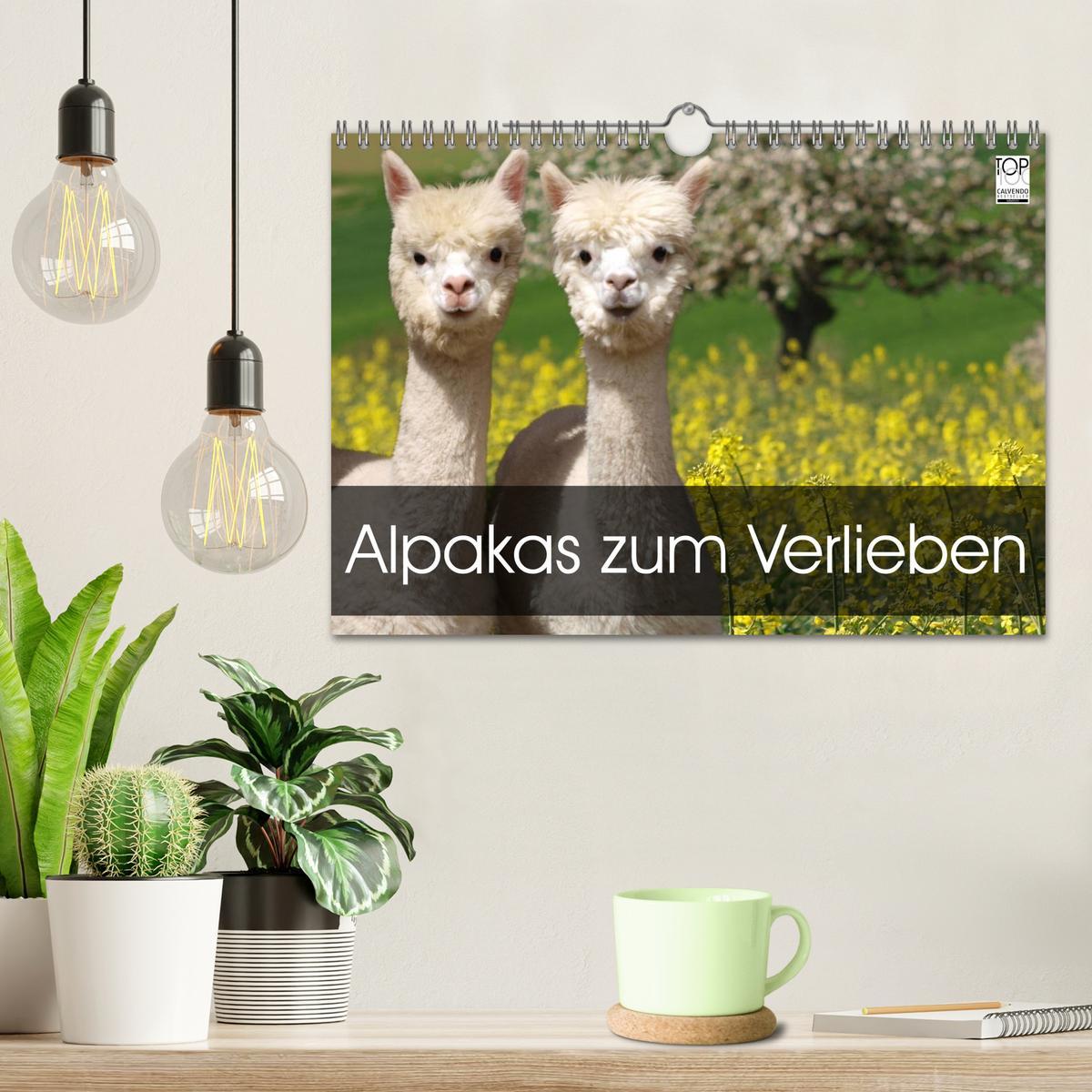 Bild: 9783435562565 | Alpakas zum Verlieben (Wandkalender 2025 DIN A4 quer), CALVENDO...