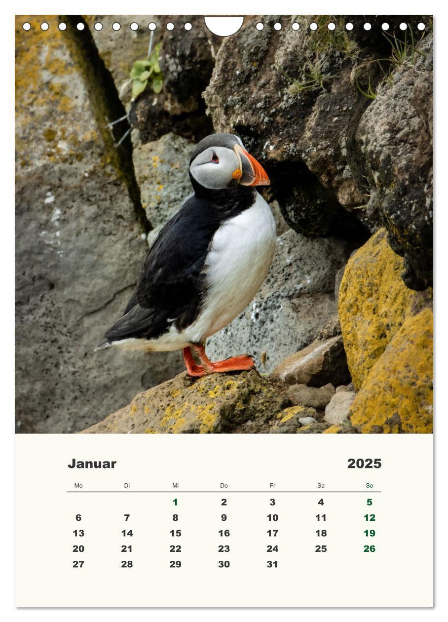 Bild: 9783435916832 | Papageientaucher in Island (Wandkalender 2025 DIN A4 hoch),...