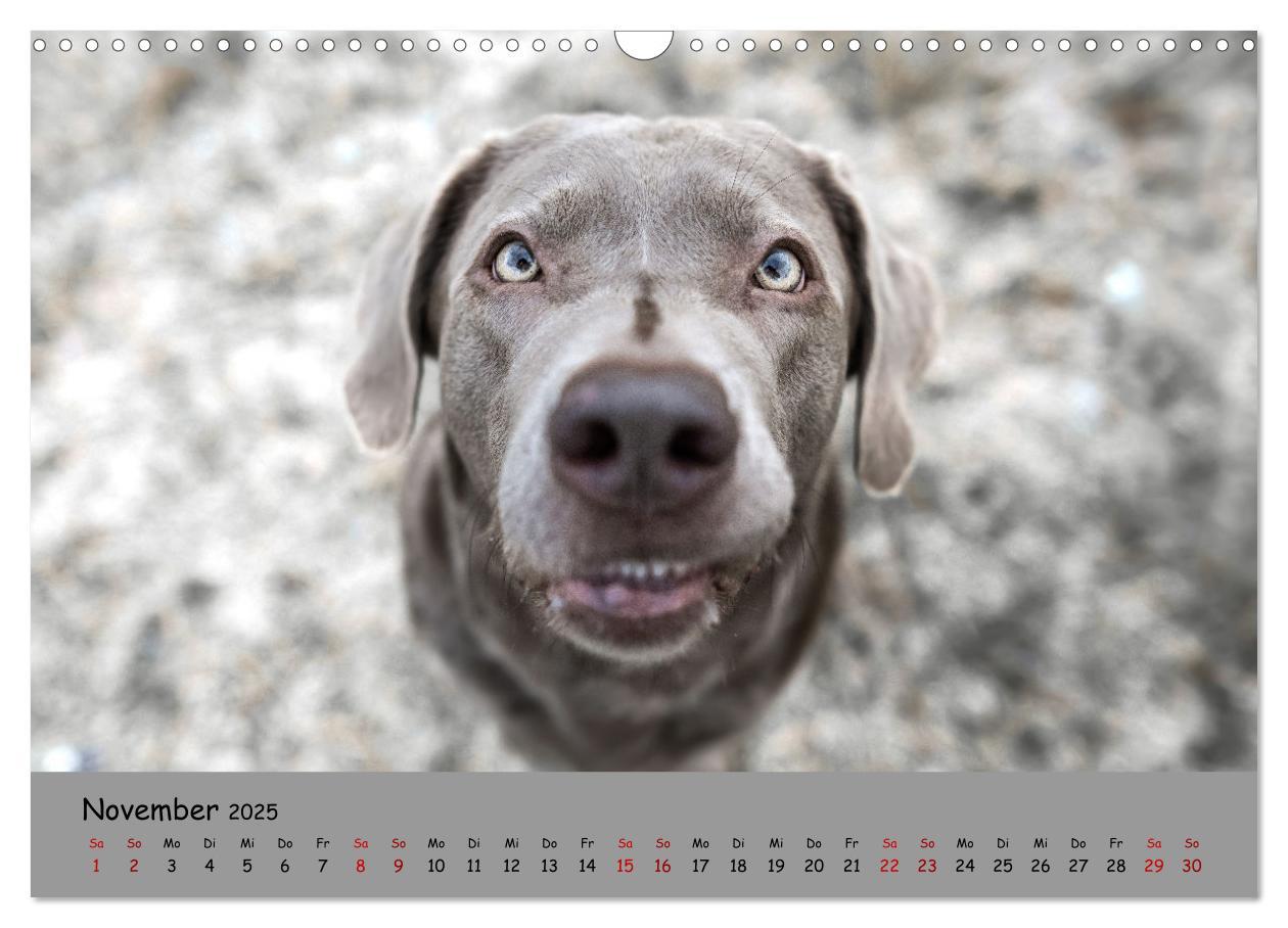 Bild: 9783383960284 | Labrador Retriever - Vielfalt auf Vier Pfoten (Wandkalender 2025...