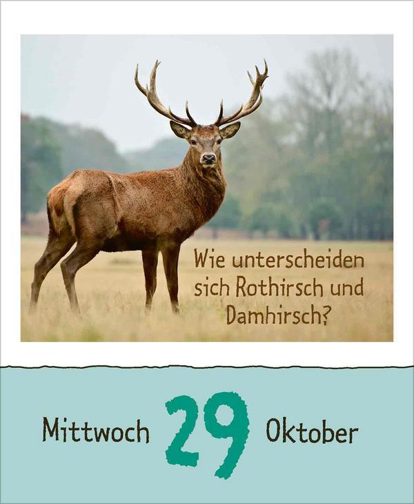 Bild: 9783731877479 | Wie faul ist das Faultier? 2025 | Verlag Korsch | Kalender | 328 S.