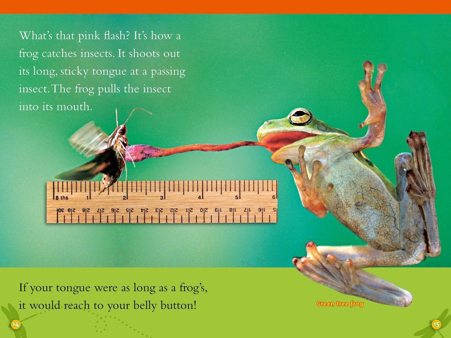 Bild: 9780008266677 | Frogs | Level 2 | Elizabeth Carney (u. a.) | Taschenbuch | Englisch