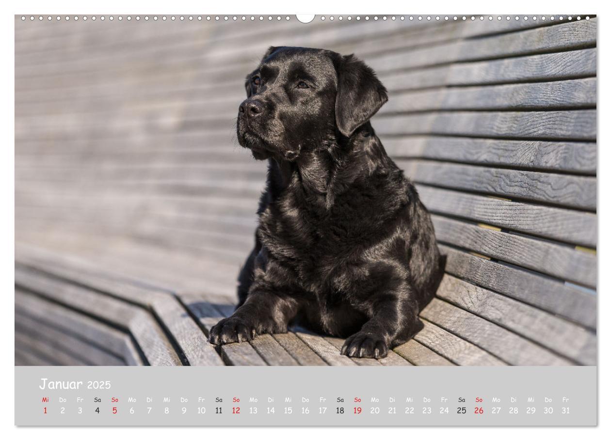 Bild: 9783435531554 | Liebenswerter Labrador 2025 (Wandkalender 2025 DIN A2 quer),...