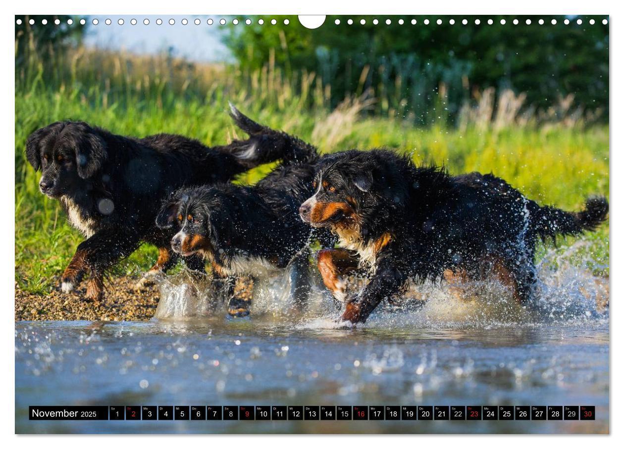 Bild: 9783435578689 | Berner Sennenhunde in Action (Wandkalender 2025 DIN A3 quer),...