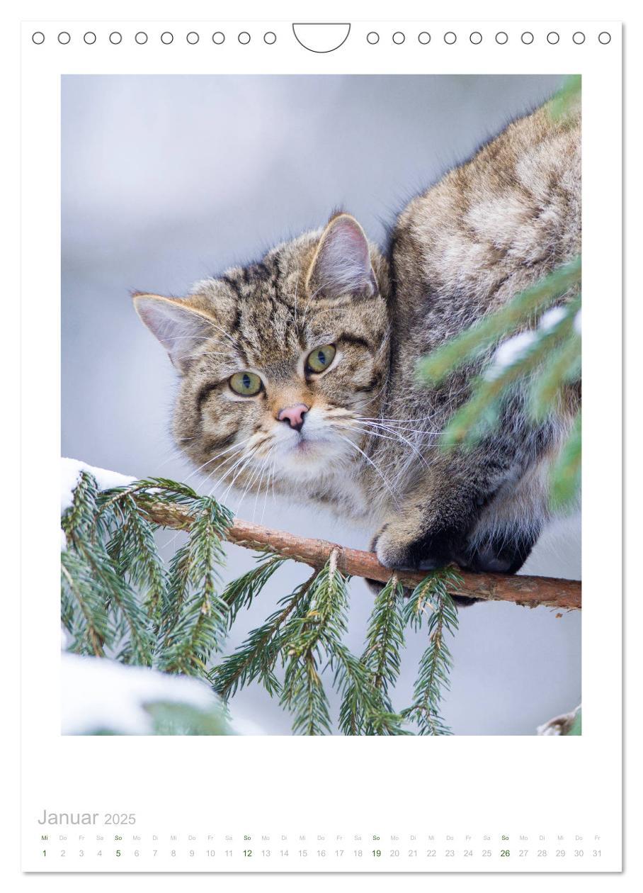 Bild: 9783435954513 | Wildkatzen - Kleine Samtpfoten des Waldes (Wandkalender 2025 DIN A4...