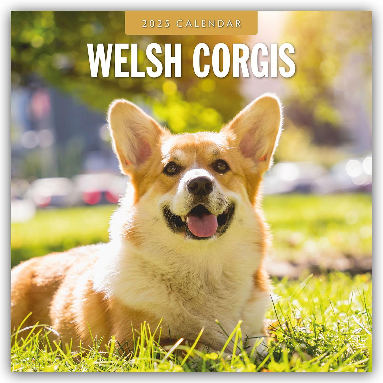 Cover: 9781804425206 | Welsh Corgis - Welsh Corgi 2025 - 16-Monatskalender | Robin Red | 2025